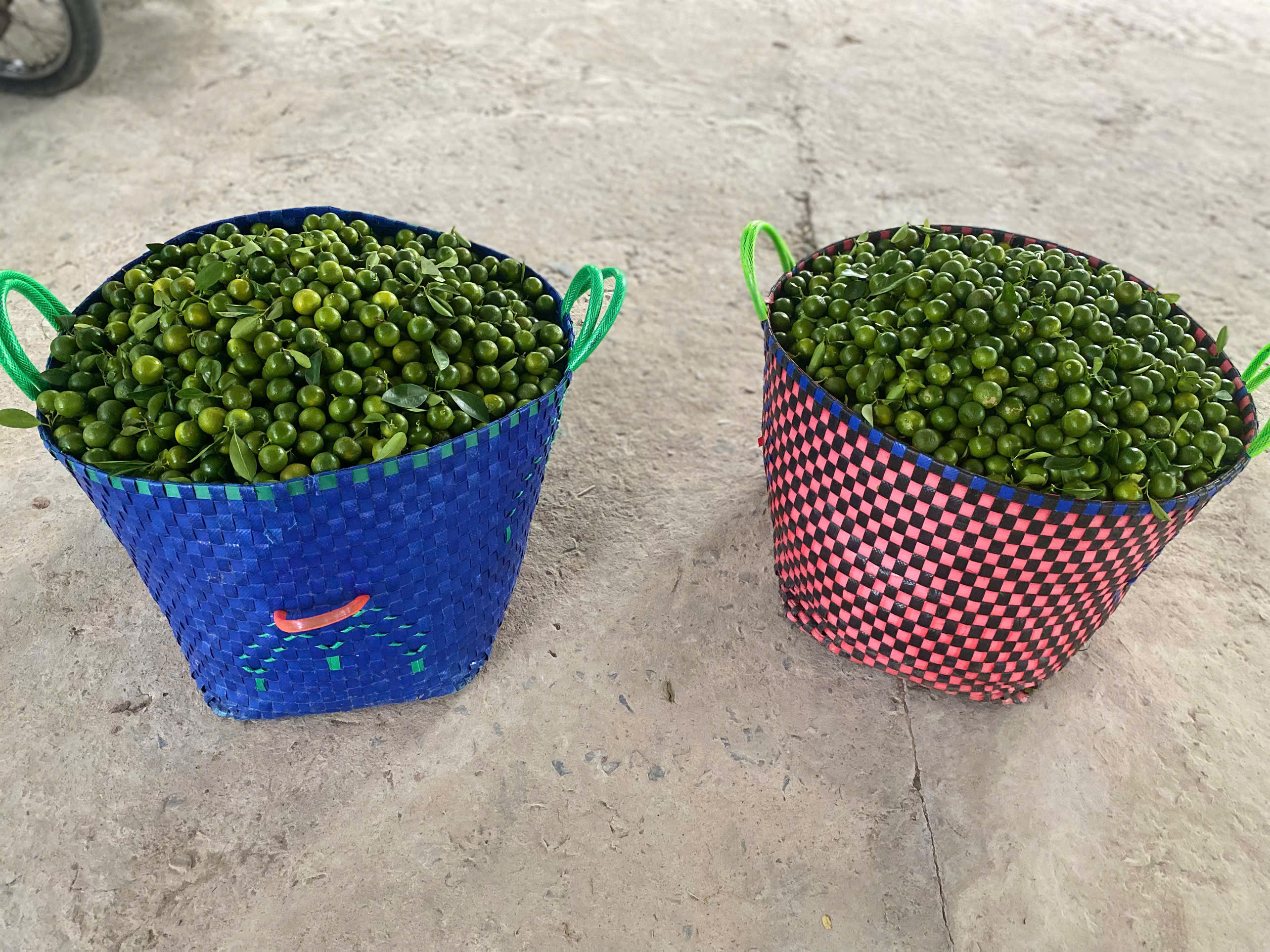 Tắc tươi nhà vườn