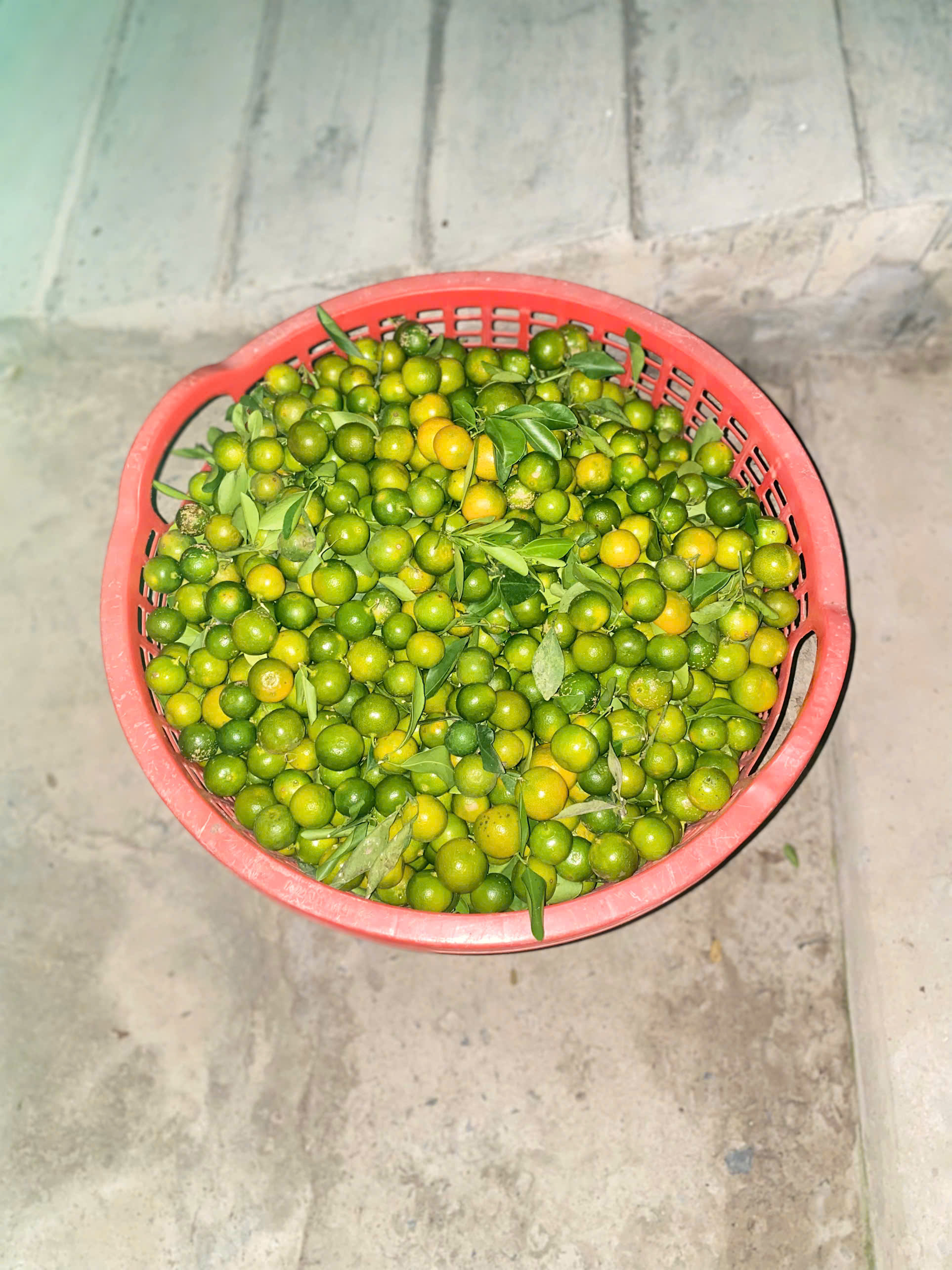 Tắc vườn miền tây